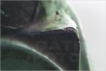 G�ti Gy�rgy G�tiFot� - FestettSzem