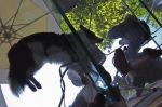 G�ti Gy�rgy G�tiFot� - GATI 08 Dog on the Terrace