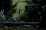 G�ti Gy�rgy G�tiFot� - GATI Late Night Cat