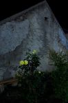 G�ti Gy�rgy G�tiFot� - GATI Sarga Rozsa