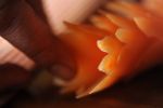 G�ti Gy�rgy G�tiFot� - 03 GATI Thai Carrot Flower GG3 1484 666w
