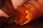 G�ti Gy�rgy G�tiFot� - GATI Thai Carrot Flower